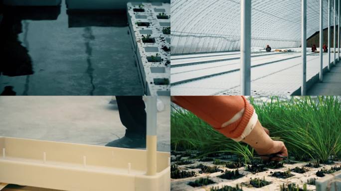 农业育苗 温室种植 大棚喷淋