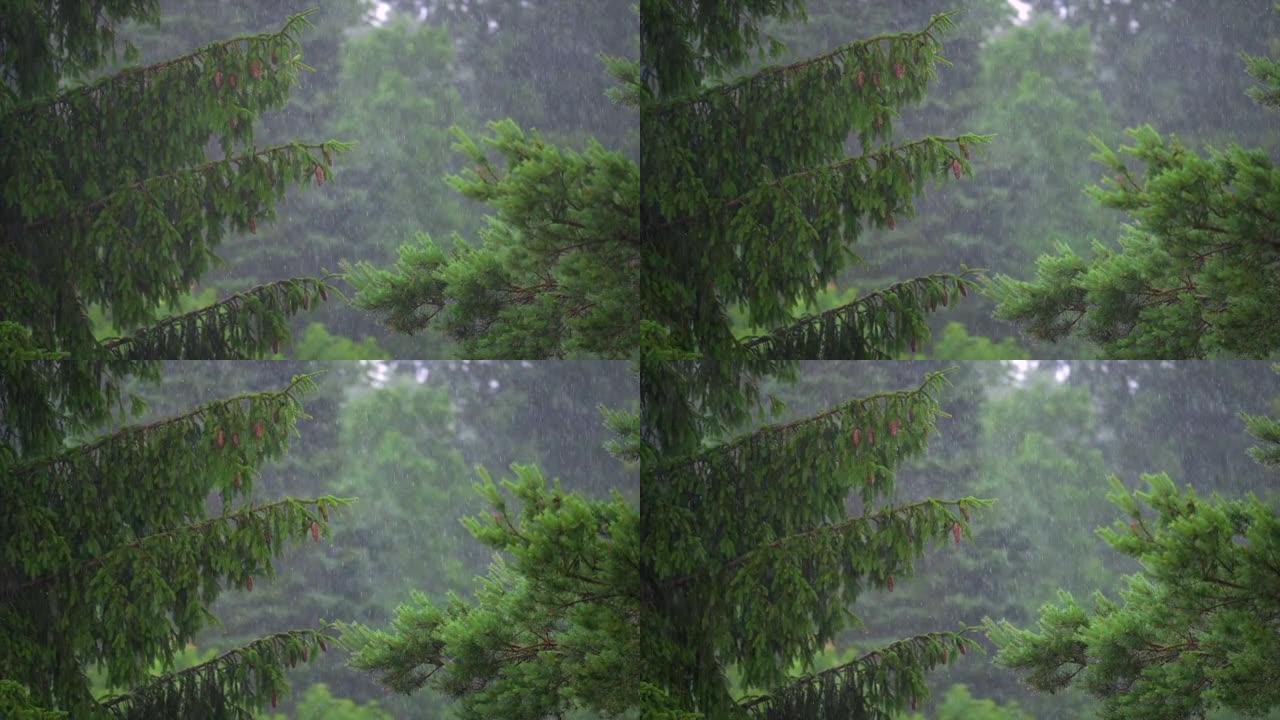 夏雨清新，背景树木，选择性聚焦，慢动作。
