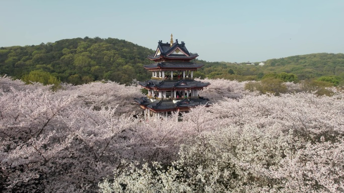 原创 江苏无锡太湖鼋头渚樱花谷航拍风光