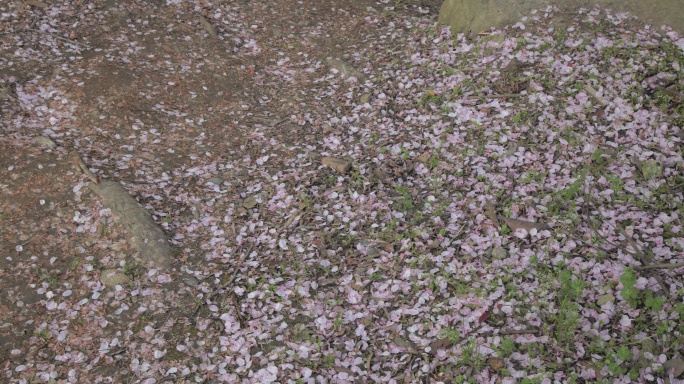 （8K）樱花花瓣飘落地面樱花凋谢花瓣