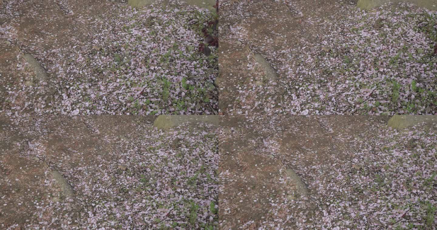 （8K）樱花花瓣飘落地面樱花凋谢花瓣