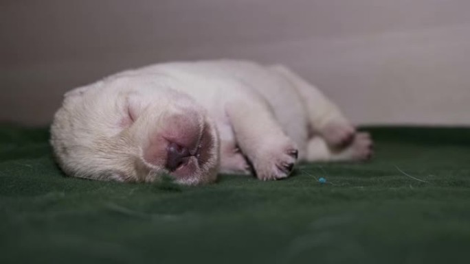 新生拉布拉多幼犬醒来