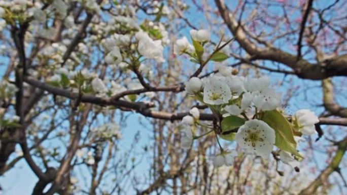 春天的梨树花