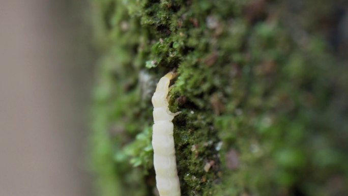 果树上的小白虫子