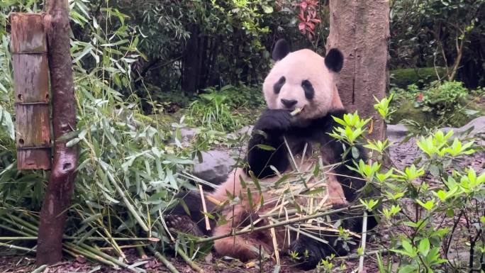熊猫谷熊猫吃竹子