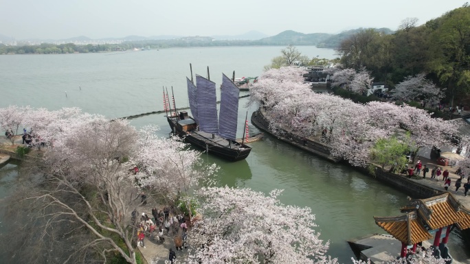 原创 江苏无锡太湖鼋头渚樱花航拍风光