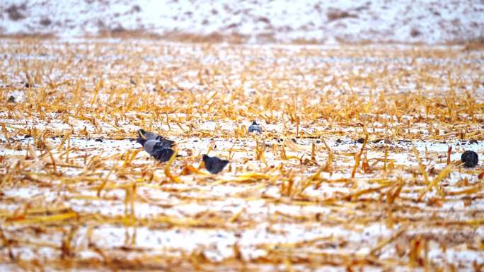 4k鸽子斑鸠在雪后的农田里觅食