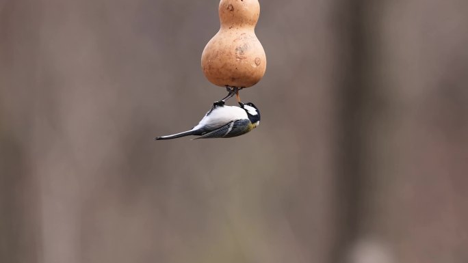 大山雀吃食物、小鸟飞向喂食器