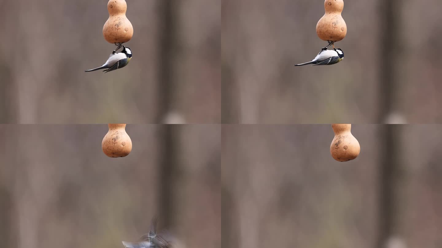 大山雀吃食物、小鸟飞向喂食器