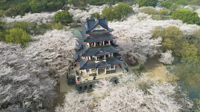 原创 江苏无锡太湖鼋头渚樱花谷航拍风光