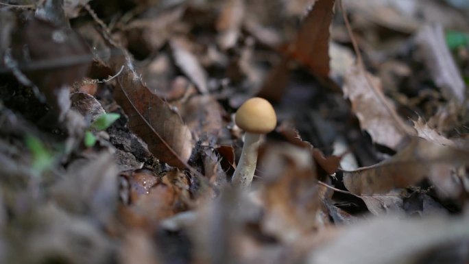 野蘑菇  野菌