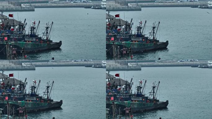 大连渔人码头渔船海鸥定机位4K