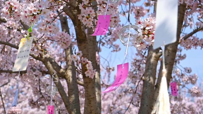 春天盛开的樱花树祈福慢镜头