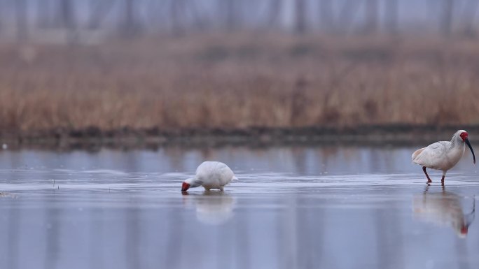 东方宝石、国宝朱鹮与白鹭捕泥鳅（十）