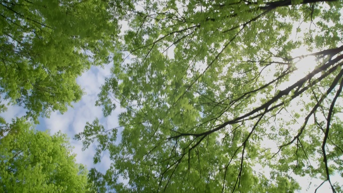 仰拍阳光树林