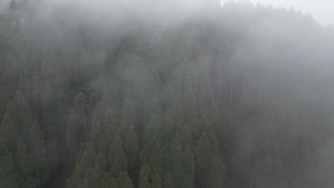 森林起雾航拍 -11 D-log