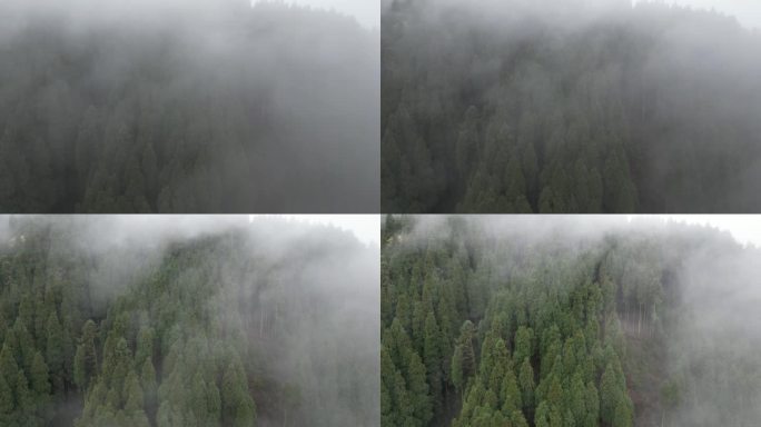 森林起雾航拍 -11 D-log