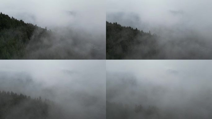 森林起雾航拍 -8 D-log