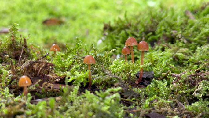 童话般的野蘑菇实拍