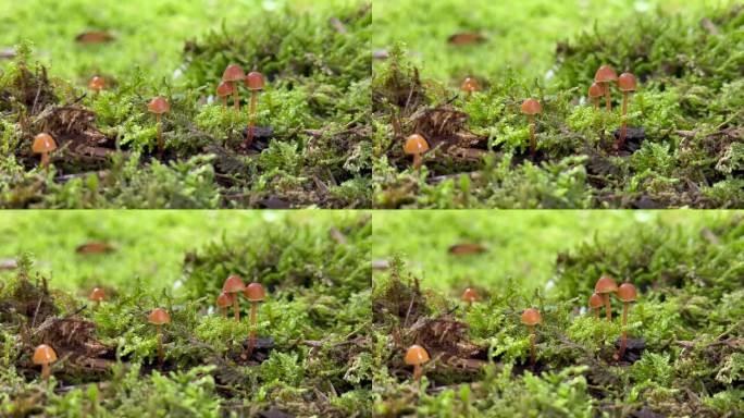 童话般的野蘑菇实拍