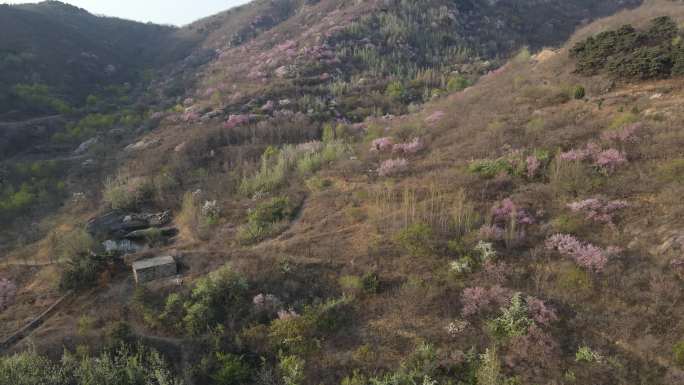 春天农村 航拍春天湖泊桃花梨花盛开