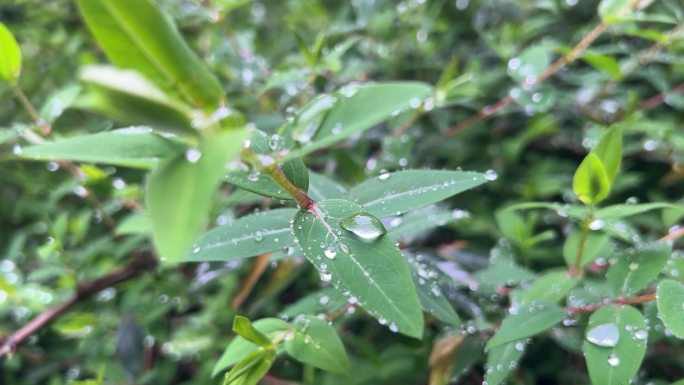 露珠植物