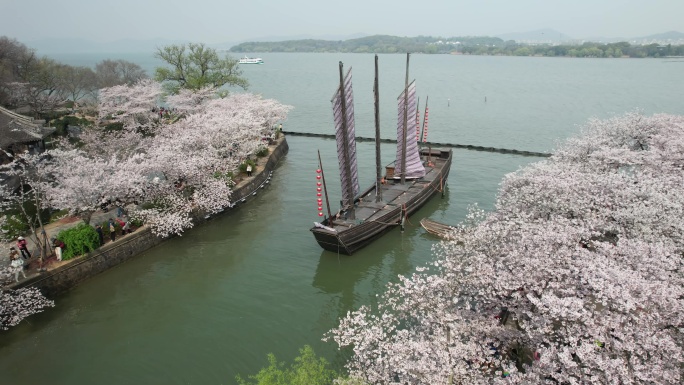 原创 江苏无锡太湖鼋头渚樱花航拍风光