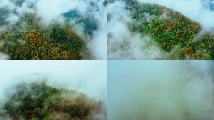 大山森林云雾大自然原始森林