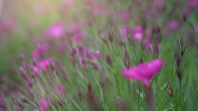 花 石竹 石竹花 绿草 美化