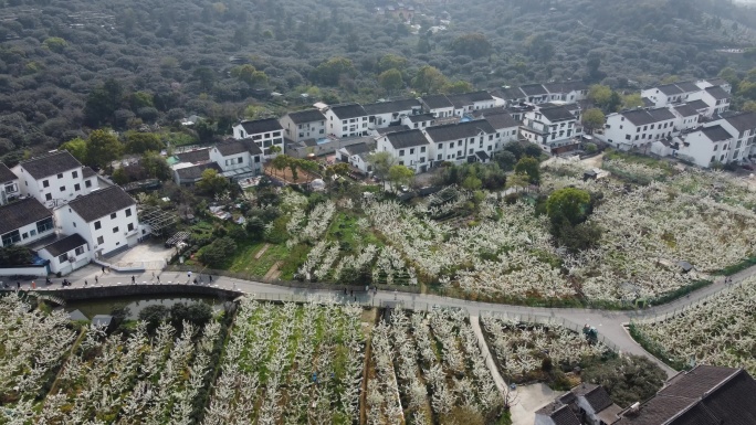 航拍苏州树山梨花节