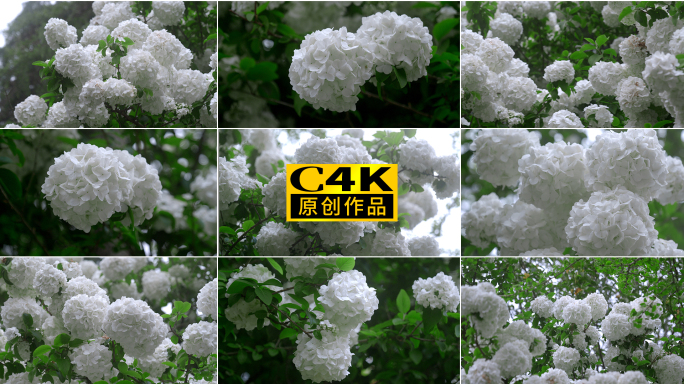 白色绣球花卉植物空镜实拍