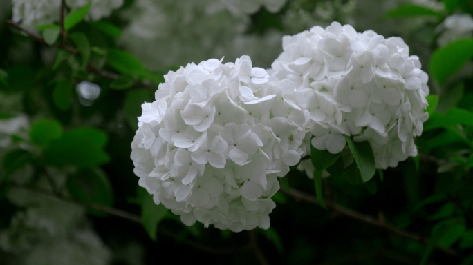 白色绣球花卉植物空镜实拍