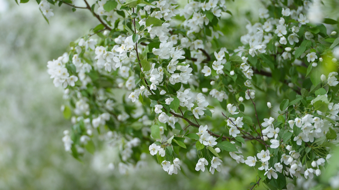 春天春分一树花开春暖花开春风吹拂花朵