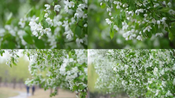 春天春分一树花开春暖花开春风吹拂花朵