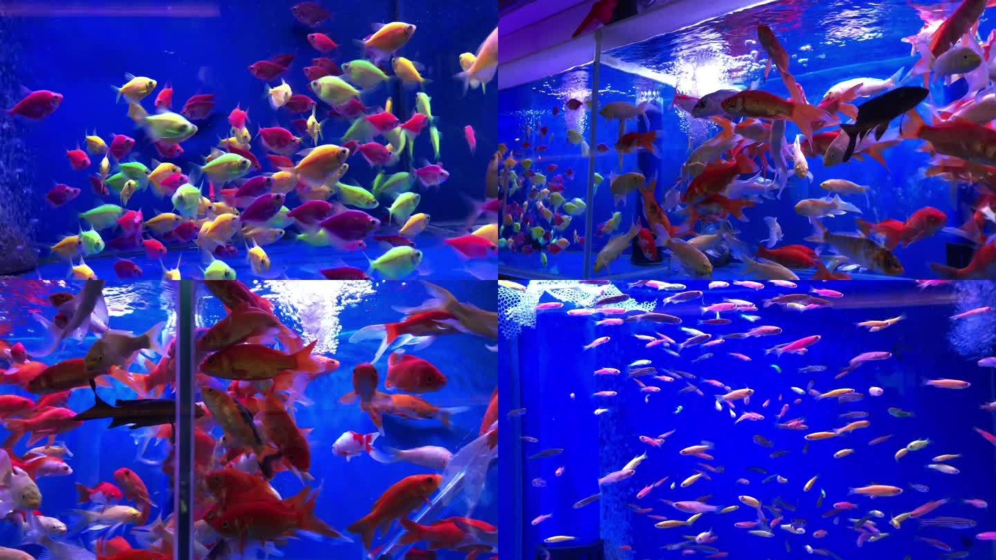 水族馆金鱼