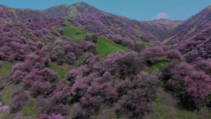 春天漫山遍野的杏花盛开航拍视频