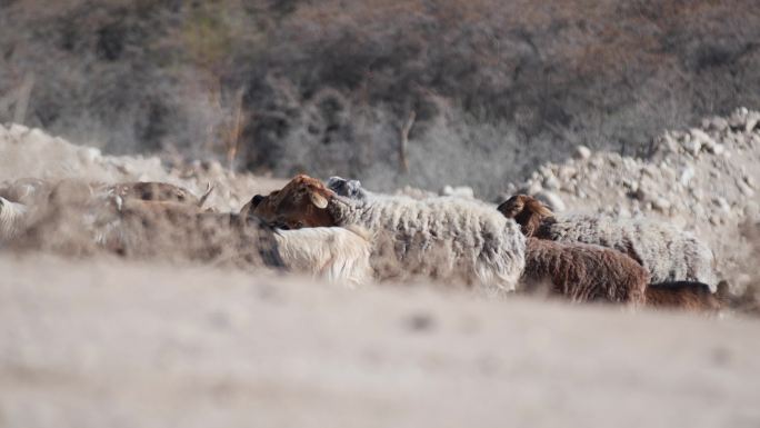 新疆少数民族牧民放羊