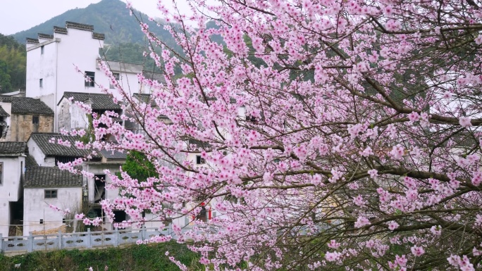 古村里的桃花梅花盛开春暖花开