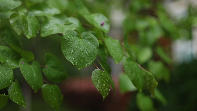 下雨天樱花景色