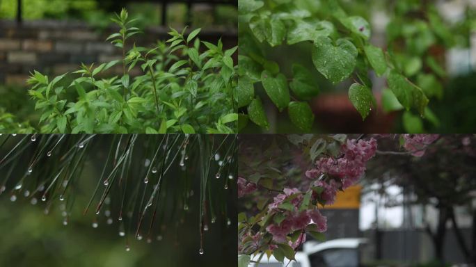 下雨天樱花景色