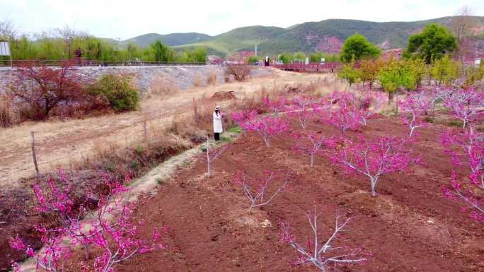 丽江拉市千亩雪桃花