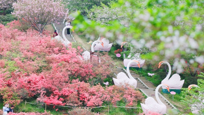 4K东京樱花素材花朵春季赏花