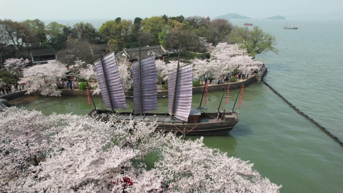 原创 江苏无锡太湖鼋头渚樱花航拍风光