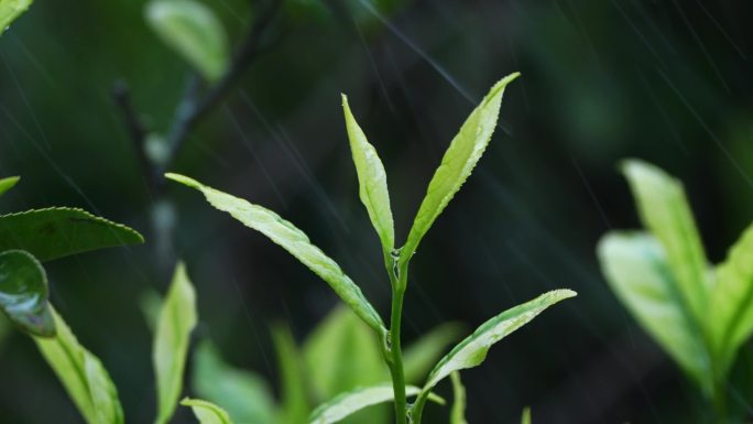 毛尖春茶白茶绿茶茶叶手工茶