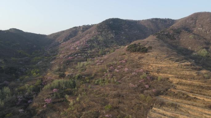 春天农村 航拍春天湖泊桃花梨花盛开