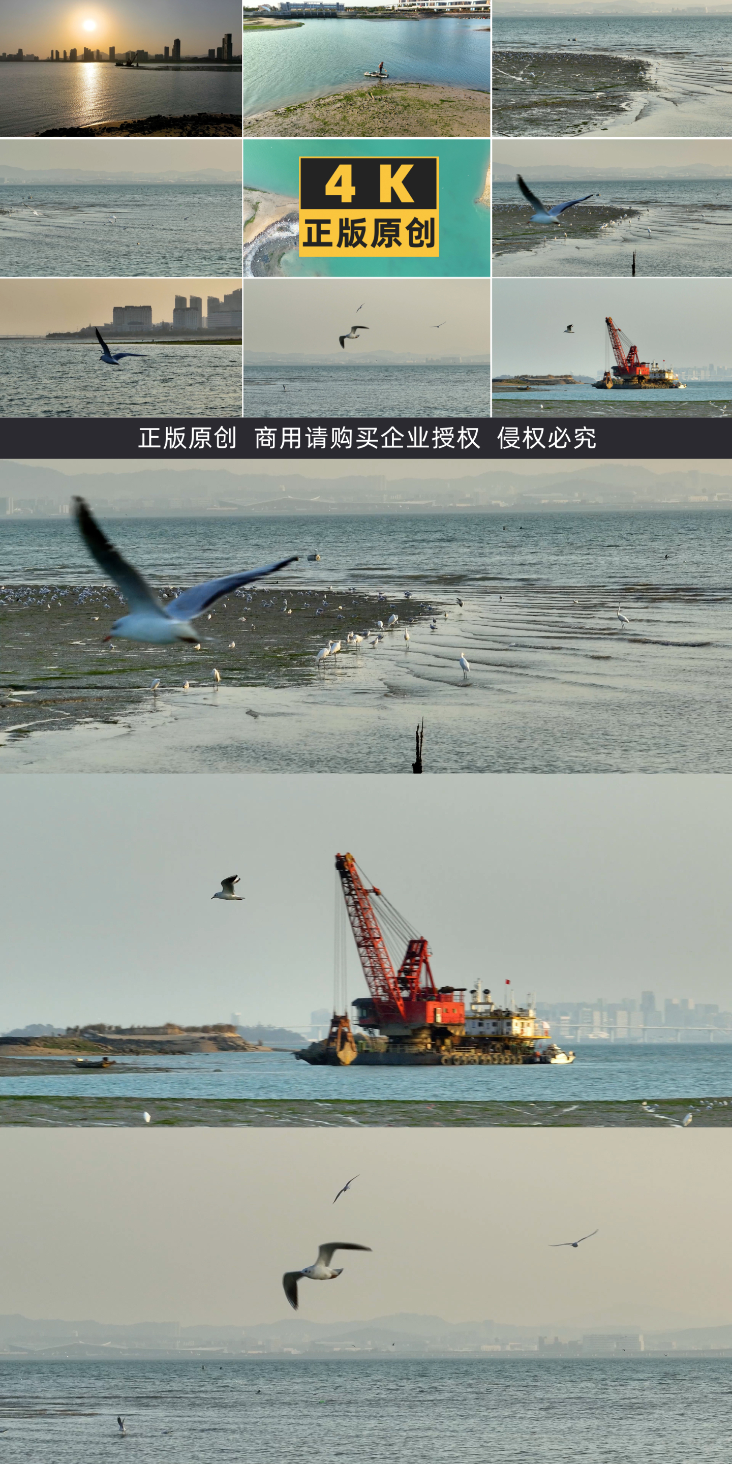 海边海鸥白鹭捕食飞翔4K航拍