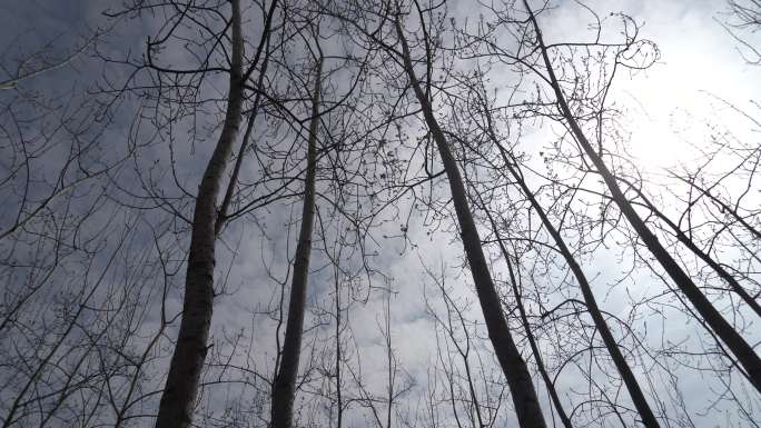 仰拍树林摇镜头拍摄飞机从树林间飞过飞出画