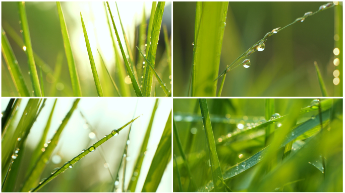绿色的草丛草叶上挂着透明水珠露珠微距特写