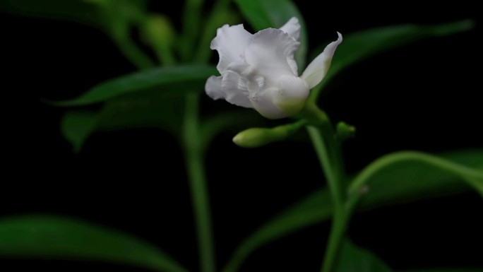 白色  狗牙花 白丁香 开花 延时摄影