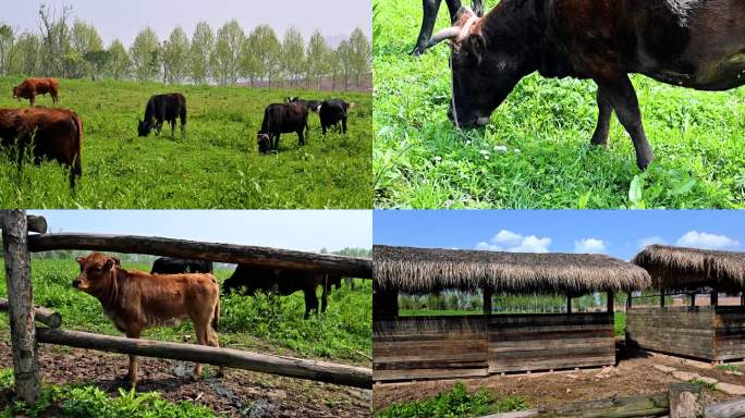 牧场里的奶牛和黄牛